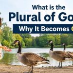 One classic example is the plural of goose. Many learners expect “gooses,” but standard English uses “geese” instead.
